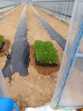 해아래님의 고추 · 영농일지 작성글 사진