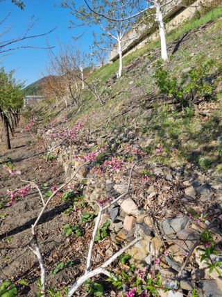 김용대님의 고구마 · 영농일지 작성글 사진