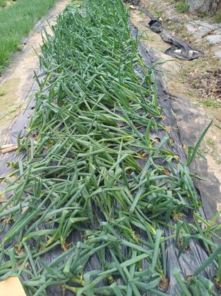 삼성농산님의 기타작물 · 영농일지 작성글 사진