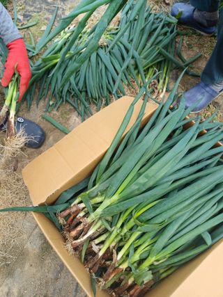 삼성농산님의 기타작물 · 영농일지 작성글 사진