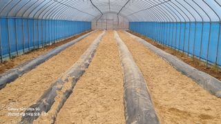 석희님의 고추 · 영농일지 작성글 사진