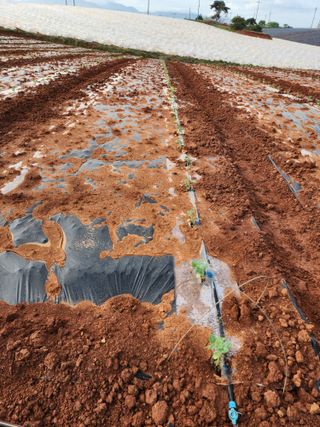 김저팔계님의 기타작물 · 영농일지 작성글 사진