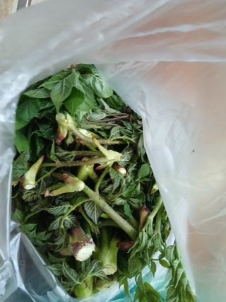 강지현님의 두릅 · 영농일지 작성글 사진