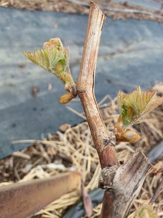 상훈경영체등록5년차님의 포도 · 영농일지 작성글 사진