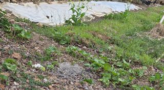 오현백님의 기타작물 · 영농일지 작성글 사진