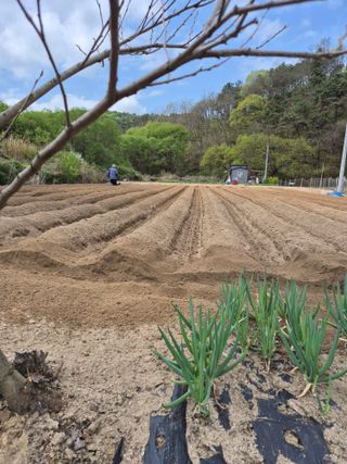 꽃사랑님의 기타작물 · 영농일지 작성글 사진