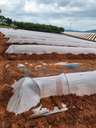 김저팔계님의 기타작물 · 영농일지 작성글 사진