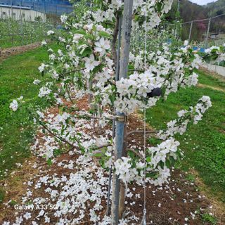 이병호님의 기타작물 · 영농일지 작성글 사진