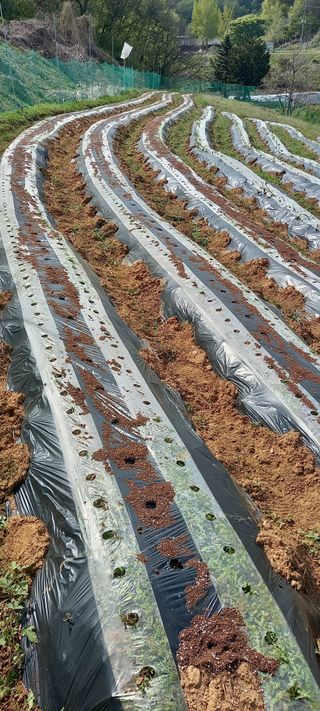 고병길님의 기타작물 · 영농일지 작성글 사진