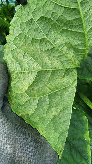 준우아빠님의 오이 · 영농일지 작성글 사진