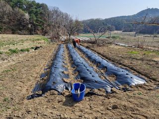 백운농원 님의 기타작물 · 영농일지 작성글 사진