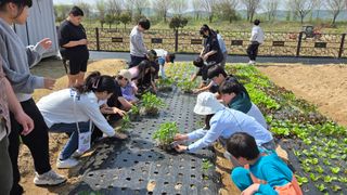 최경숙님의 상추 · 영농일지 작성글 사진