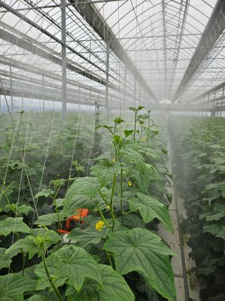 태이린팜님의 오이 · 영농일지 작성글 사진