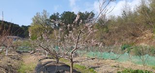 박상중님의 포도 · 영농일지 작성글 사진