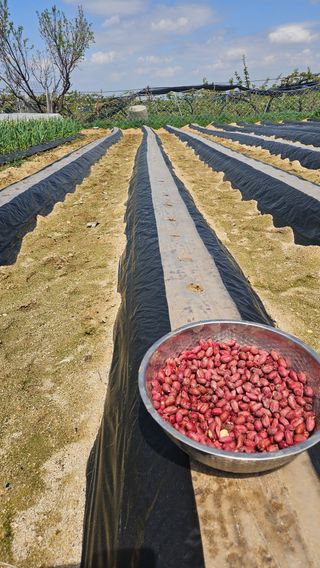 이순정님의 기타작물 · 영농일지 작성글 사진