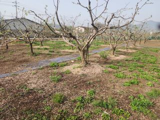 대운농원님의 기타작물 · 영농일지 작성글 사진