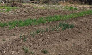 오현백님의 기타작물 · 영농일지 작성글 사진