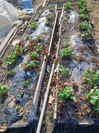 울산연안님의 딸기 · 영농일지 작성글 사진