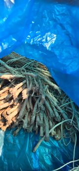 팜모닝 기타작물·영농일지 게시글 이미지