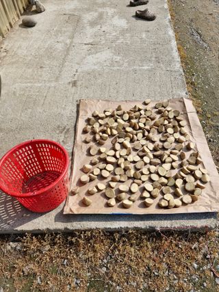 백운농원 님의 기타작물 · 영농일지 작성글 사진