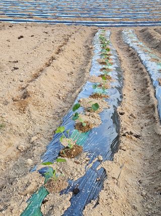 백호순(후추)님의 옥수수 · 영농일지 작성글 사진
