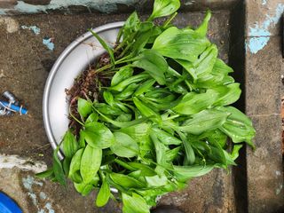 꿀복이농장님의 기타작물 · 영농일지 작성글 사진