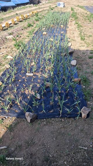 복숭아(유명)님의 기타작물 · 영농일지 작성글 사진