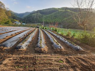 드래곤 님의 감자 · 영농일지 작성글 사진