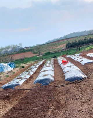 내장상동초보농부님의 기타작물 · 영농일지 작성글 사진