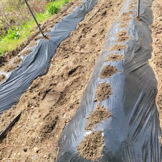 김선순(공룡자색마)님의 기타작물 · 영농일지 작성글 사진