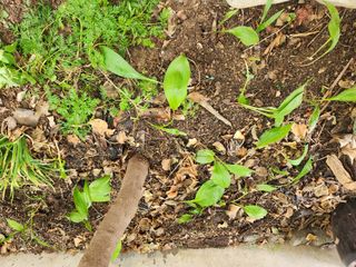 꿀복이농장님의 기타작물 · 영농일지 작성글 사진