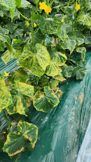 준우아빠님의 오이 · 영농일지 작성글 사진