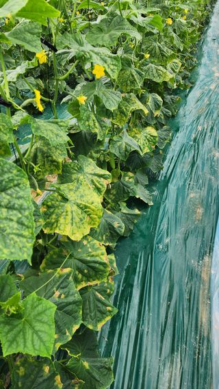 준우아빠님의 오이 · 영농일지 작성글 사진