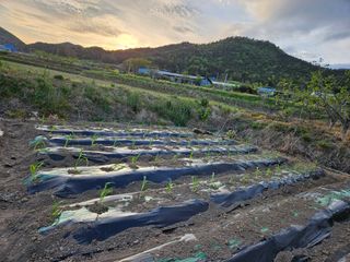 백호순(후추)님의 옥수수 · 영농일지 작성글 사진