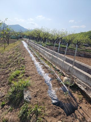 대운농원님의 기타작물 · 영농일지 작성글 사진