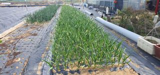 박상중님의 포도 · 영농일지 작성글 사진