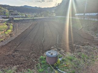 홍천.서석.안민기님의 옥수수 · 영농일지 작성글 사진