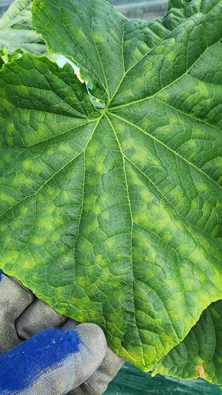 준우아빠님의 오이 · 영농일지 작성글 사진