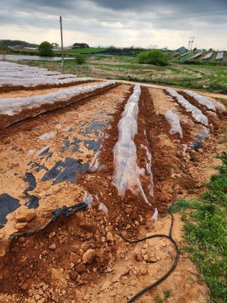 김저팔계님의 기타작물 · 영농일지 작성글 사진