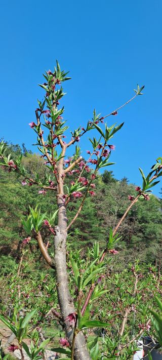 옥수수14104님의 기타작물 · 영농일지 작성글 사진