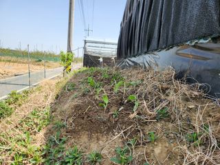 꿀복이농장님의 기타작물 · 영농일지 작성글 사진