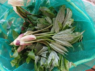 강지현님의 두릅 · 영농일지 작성글 사진