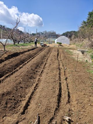백운농원 님의 기타작물 · 영농일지 작성글 사진