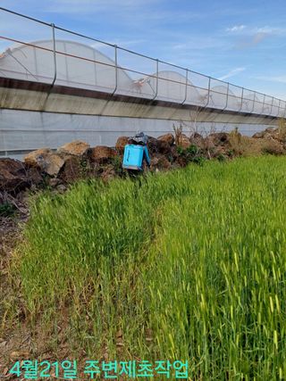 제주 지안이네농장님의 기타작물 · 영농일지 작성글 사진