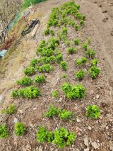 팜모닝 기타작물·영농일지 게시글 이미지