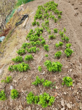 옥수수14683님의 기타작물 · 영농일지 작성글 사진