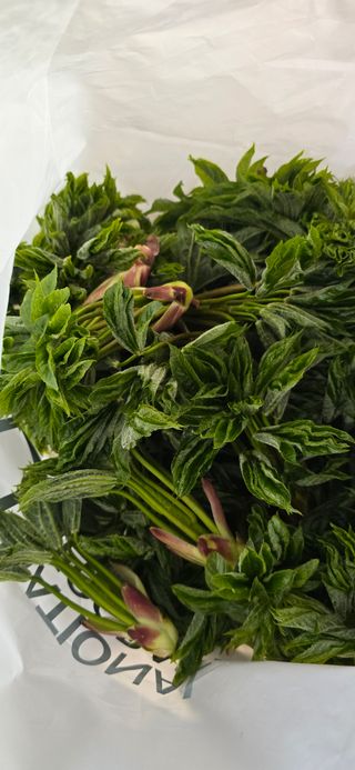 최병만님의 기타작물 · 영농일지 작성글 사진