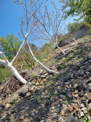 김용대님의 고구마 · 영농일지 작성글 사진