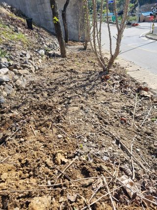 김용대님의 고구마 · 영농일지 작성글 사진