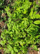 팜모닝 기타작물·영농일지 게시글 이미지